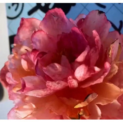 CZ Video kurz od Aleny Ujshag - Modelování z jedlého papíru (Pivoňka)