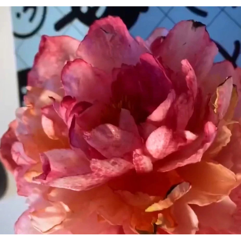 CZ Video kurz od Aleny Ujshag - Modelování z jedlého papíru (Pivoňka)