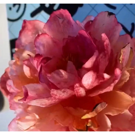 CZ Video kurz od Aleny Ujshag - Modelování z jedlého papíru (Pivoňka)