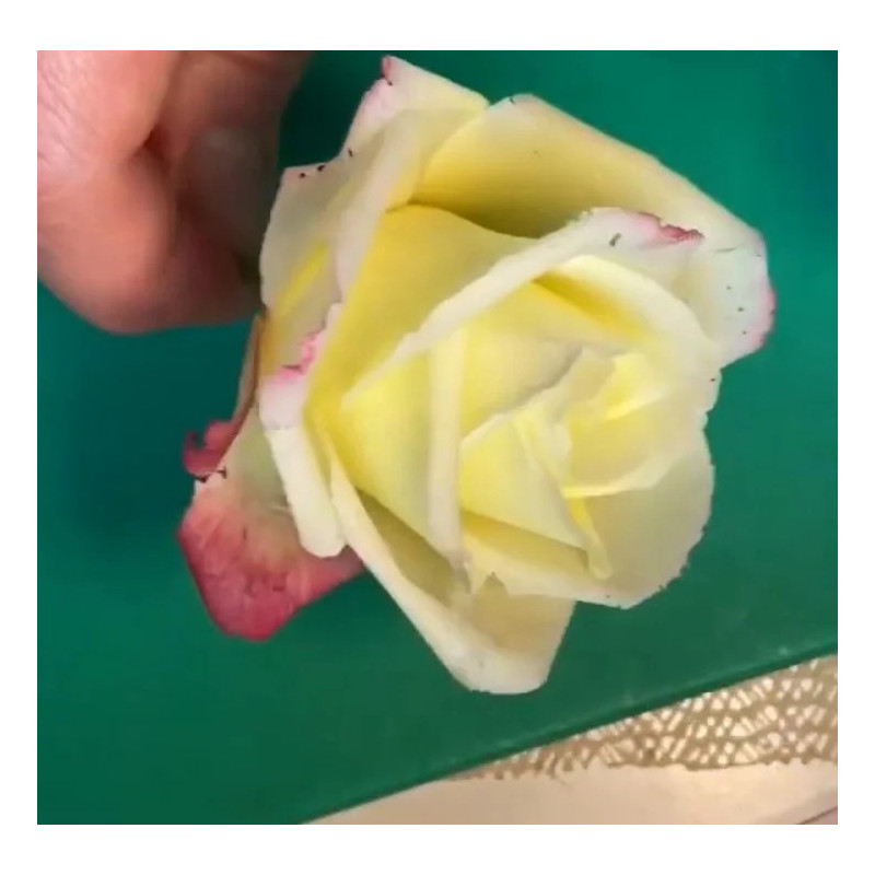 Video Course by Alena Ujshag – Sugar Flower Modeling (Rose)