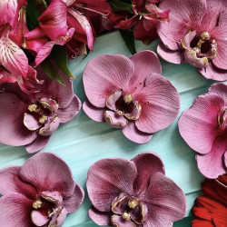 Orchidea