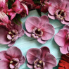 Orchidea
