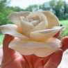 Tea Rose